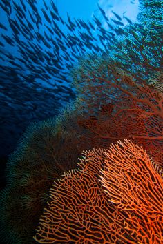 an orange coral with many small fish swimming around it