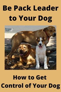 two dogs sitting next to each other with the words, be pack leader to your dog how to get control of your dog