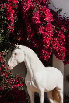 a white horse is standing in front of some pink bougaia bushes and flowers