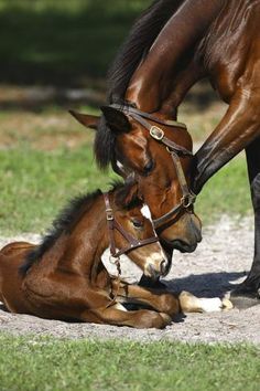 a horse and its foal laying on the ground