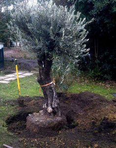 an olive tree in the middle of a yard