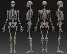 three different views of the human skeleton