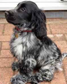 a black and white dog sitting on top of a brick floor next to a door