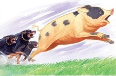 an illustration of three dogs chasing a pig in the grass with another dog running behind them