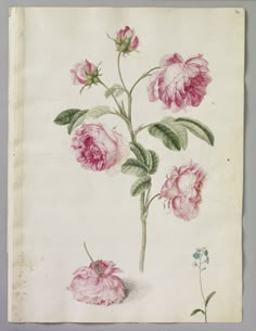 a drawing of pink flowers with green leaves on a white paper background, in an antique style