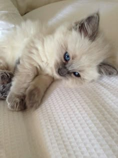 a cat laying on top of a white bed