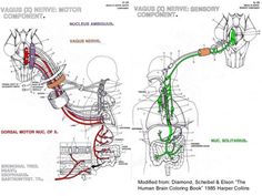 an image of a diagram of the human brain and nervous system with labels on it