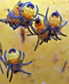 three yellow and black spider's in the center of their web - orbs