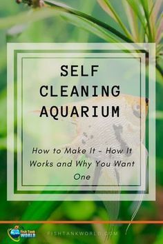 a fish sitting on top of a plant next to the words self cleaning aquarium how to make it work and why you want one