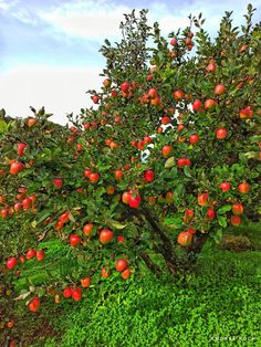 an apple tree filled with lots of red apples on top of green leaves and grass