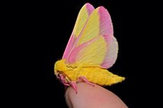 a small yellow and pink moth on someone's finger