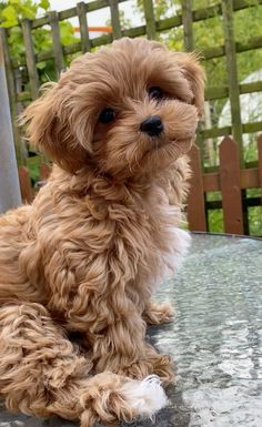 a small brown dog sitting on top of a table