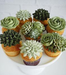 cupcakes decorated with succulent plants on a plate