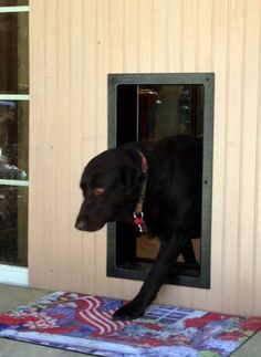 a large black dog standing inside of a window on the side of a building next to a rug