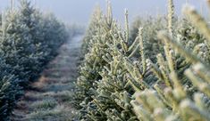 rows of evergreen trees with frost on them