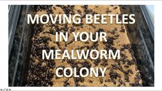 the words moving beetles in your mealwormy colony