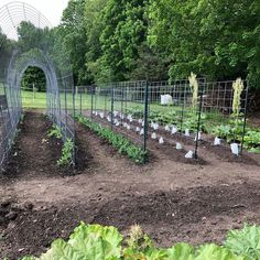 a garden with many plants growing in the ground and fenced off by metal bars