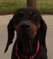 a black and brown dog sitting on top of a sidewalk