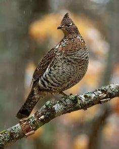 a bird perched on top of a tree branch in the rain with yellow leaves behind it