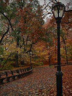 a street light sitting on the side of a road next to trees with leaves all over it