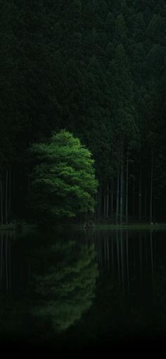 a lone tree in the middle of a lake surrounded by tall, green trees at night