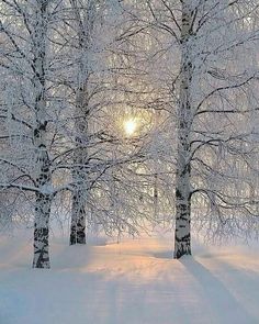 the sun shines through the snow covered trees