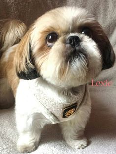 a small brown and white dog sitting on top of a couch