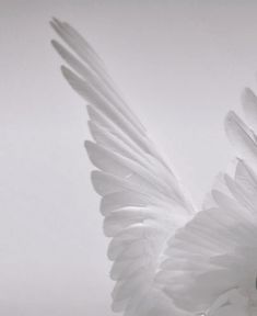 a white bird with its wings spread out in front of a gray background and sky