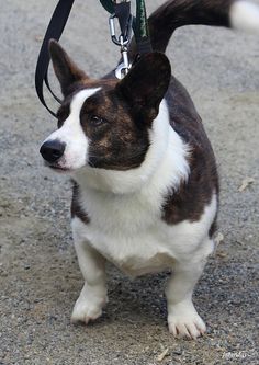 a small brown and white dog with a leash attached to it's neck standing on gravel