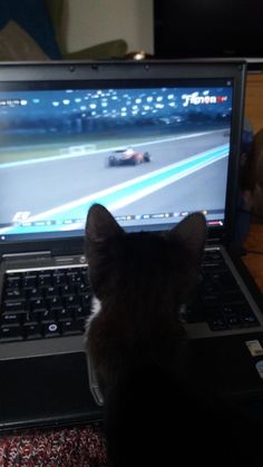 a cat sitting on top of a laptop computer