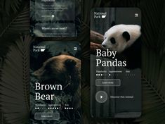 the baby pandas website is displayed on an iphone screen and in front of some palm leaves