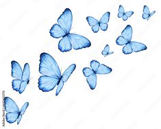 blue butterflies flying in the air