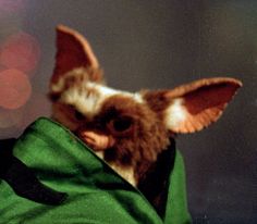 a small brown and white dog in a green bag with its head sticking out from it's side