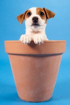 a small brown and white dog sticking its head out of a flower pot on a blue background