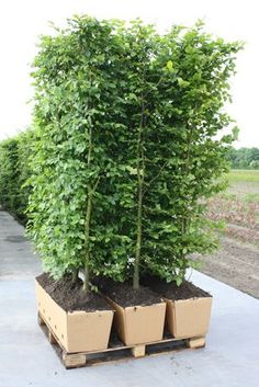 two boxes with plants in them sitting on the ground