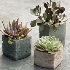 three cement planters with succulents in them