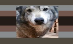 an image of a dog that is looking at the camera with blue eyes and brown fur