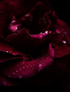 a red rose with drops of water on it's petals and the petals are dark