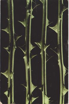 an abstract photograph of green stems against a black background