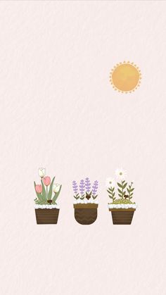 three potted plants with flowers in them and the sun shining above one planter