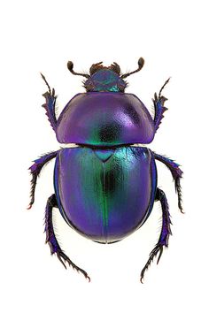 an image of a purple beetle on white background