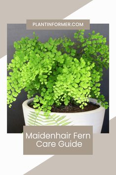 a green plant in a white pot with the words maidenhair fern care guide on it