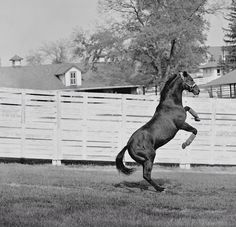 a horse that is standing on its hind legs in the grass with it's front leg up