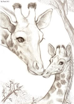 a pencil drawing of two giraffes next to each other