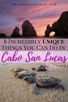 three baby sea turtles on the beach with text overlay that reads 8 incredibly unique things you can do in cabo san lucas, mexico