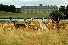 a herd of deer standing on top of a grass covered field next to a large building