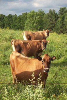 three brown cows standing in the middle of a grassy field with trees and bushes behind them