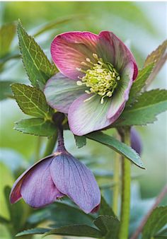 a pink flower with green leaves in the background