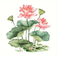 three pink lotuses with green leaves and a butterfly