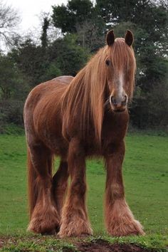 a large brown horse standing on top of a lush green field with trees in the background